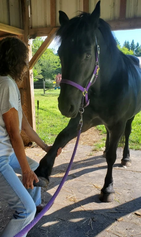 horse leg